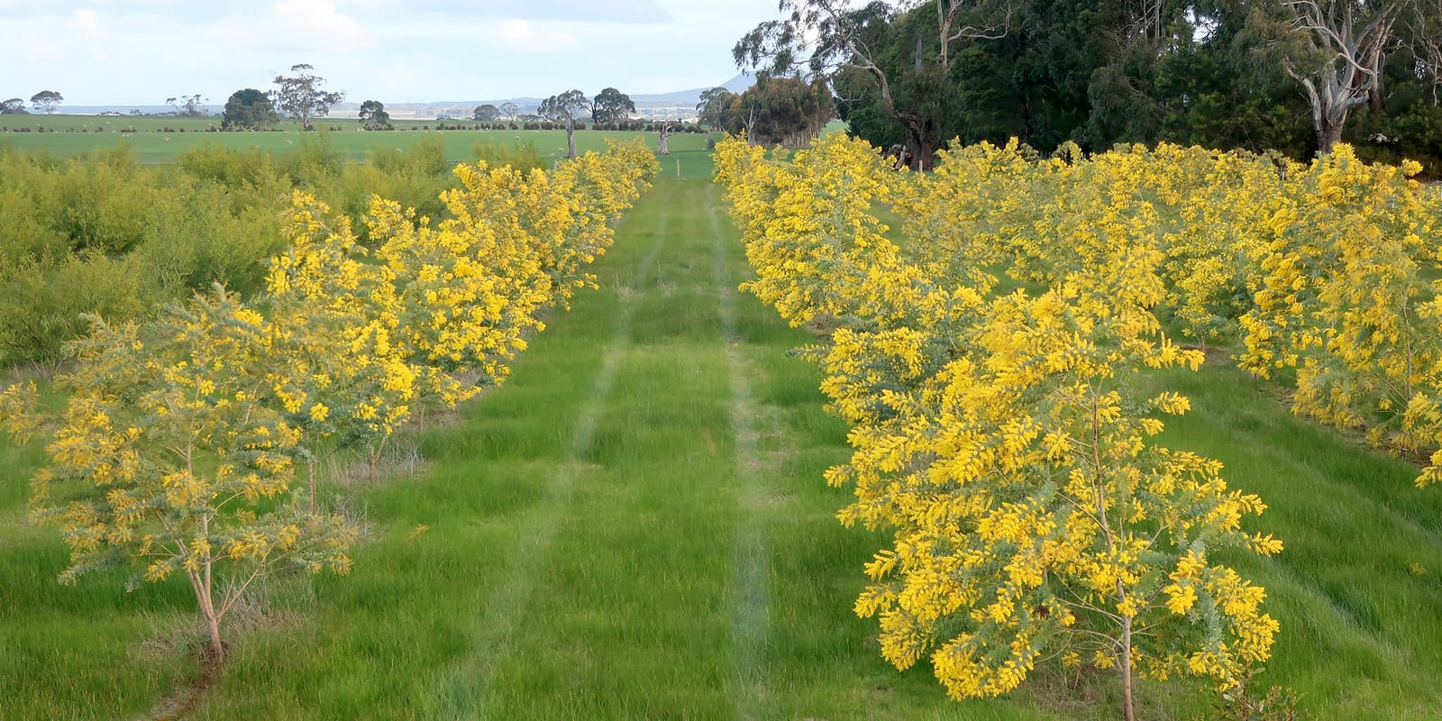 services-wattle-seeds-australia